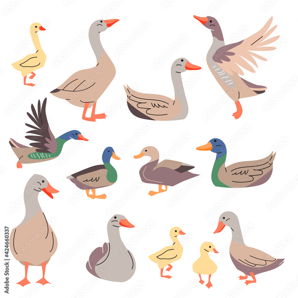Obraz premium Gooses and ducks isolated. Domestic bird on white background. Different poultry for your design.