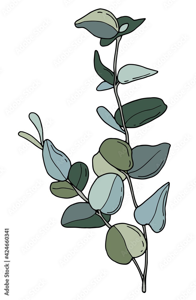 Obraz premium Eucalyptus. Hand-drawn illustration. White background, isolate. Vector illustration. 