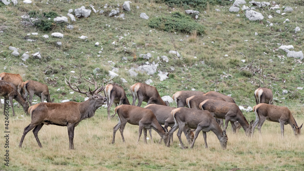 Fototapeta premium Herd of deer at grazing in mountain region (Cervus elaphus)
