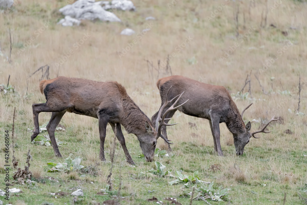 Two deer at grazing in mountain region (Cervus elaphus) Two deer at grazing in mountain region (Cervus elaphus)
