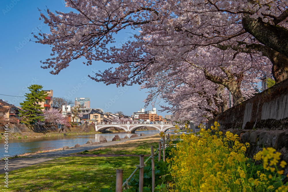 Obraz premium 桜