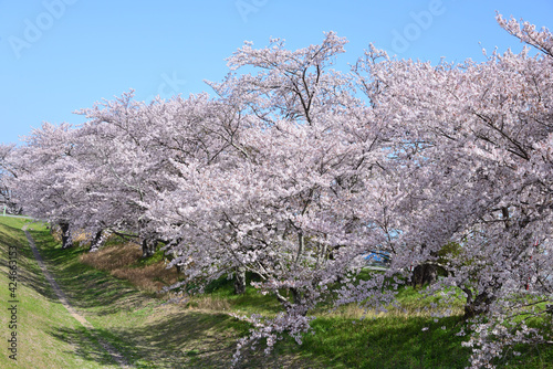 三重県伊勢市　宮川堤の桜