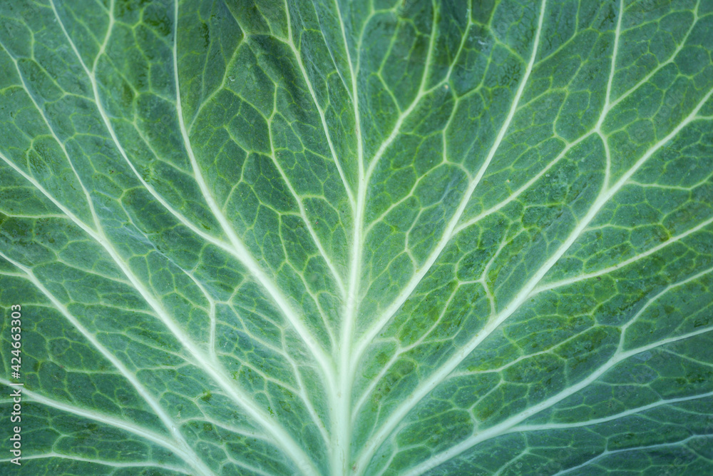 Close up of green cabbage leaf Close up of green cabbage leaf