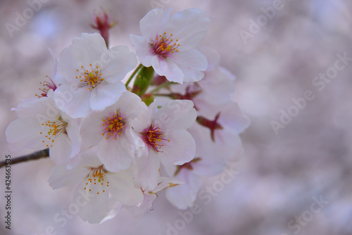 三重県伊勢市　宮川堤の桜