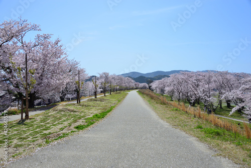三重県伊勢市　宮川堤の桜