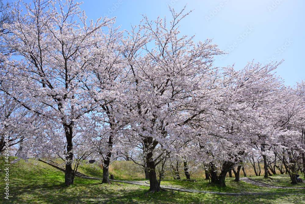 三重県伊勢市　宮川堤の桜