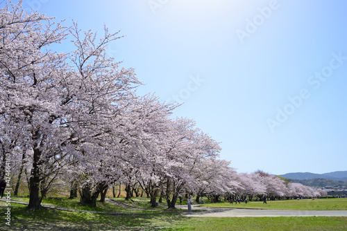 三重県伊勢市　宮川堤の桜