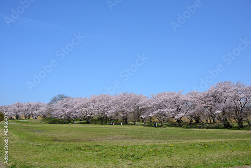 三重県伊勢市　宮川堤の桜
