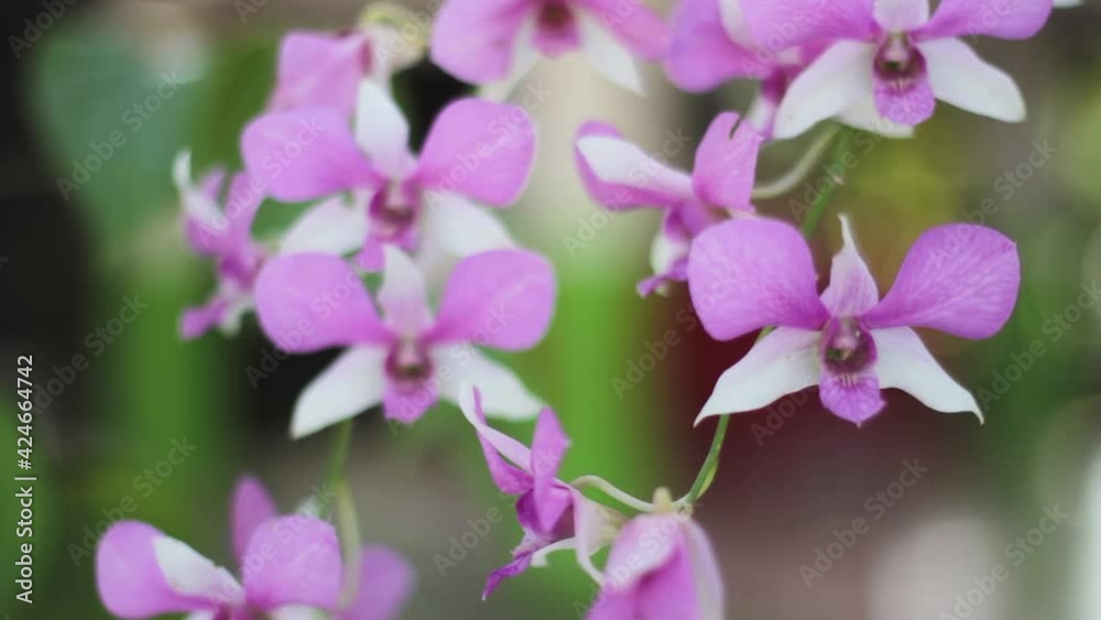 Branch of pink phalaenopsis or Moth orchid from family Orchidaceae Branch of pink phalaenopsis or Moth orchid from family Orchidaceae