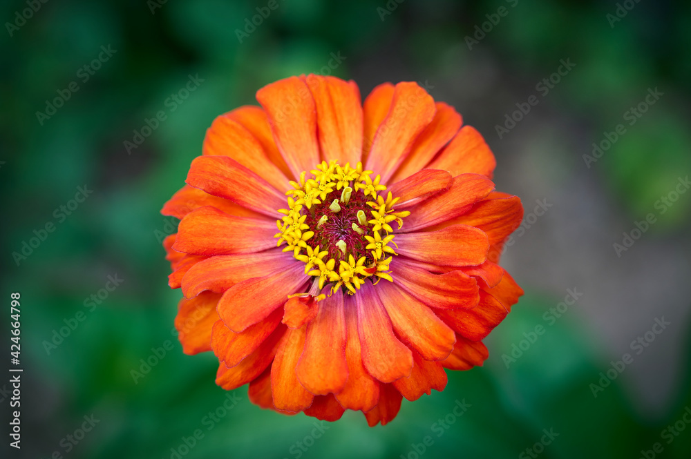 Bright Orange zinnia flower in the garden (common zinnia, youth-and-age, elegant zinnia). blurred green background. Bright Orange zinnia flower in the garden (common zinnia, youth-and-age, elegant zinnia). blurred green background.