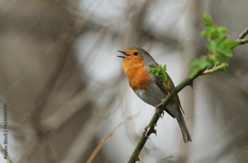 Fototapeta premium A stunning Robin (Erithacus rubecula) perched on a branch in a tree singing.
