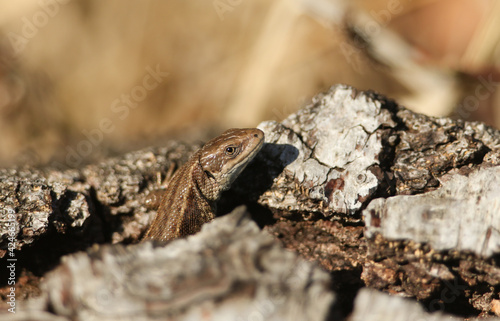 A Common Lizard, Zootoca vivipara, warming itself on a log in the spring sunshine.