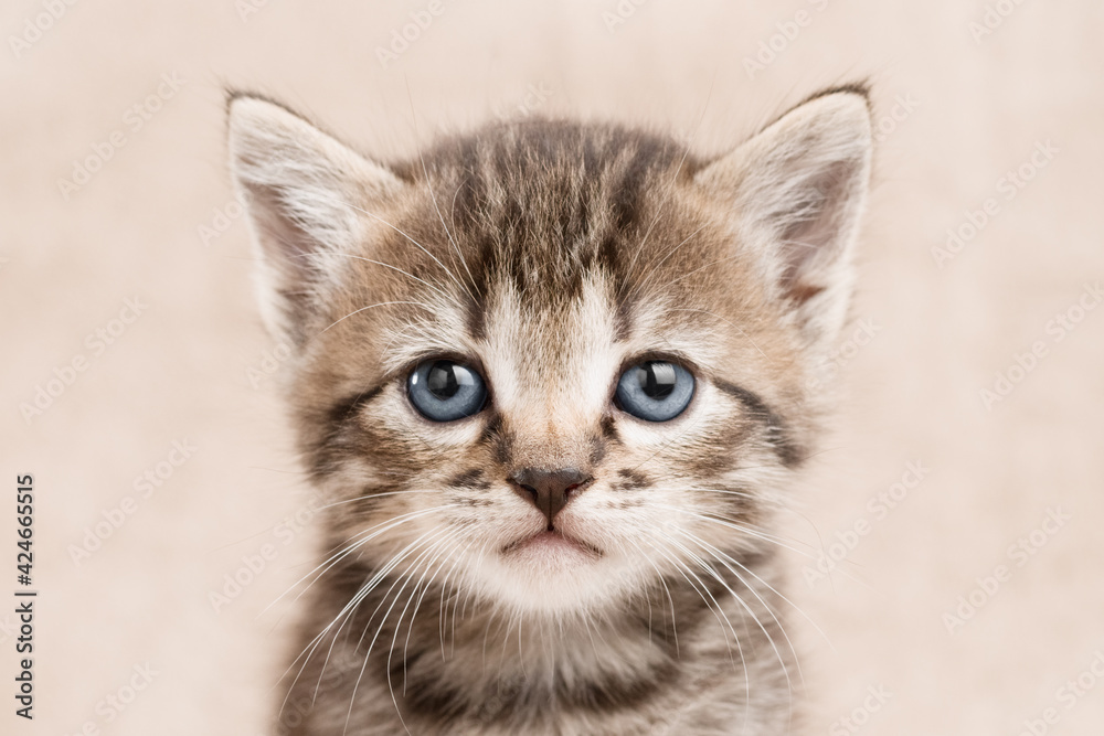 Close up portrait of cute tabby kitten