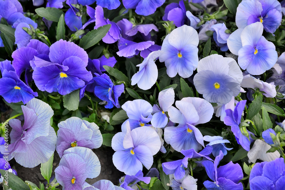 Heartsease or pansy flowers in blue-white colors - natural floral background. Blossoming violet flowers or pansies on flowerbed in garden close up. Romantic delicate floral design