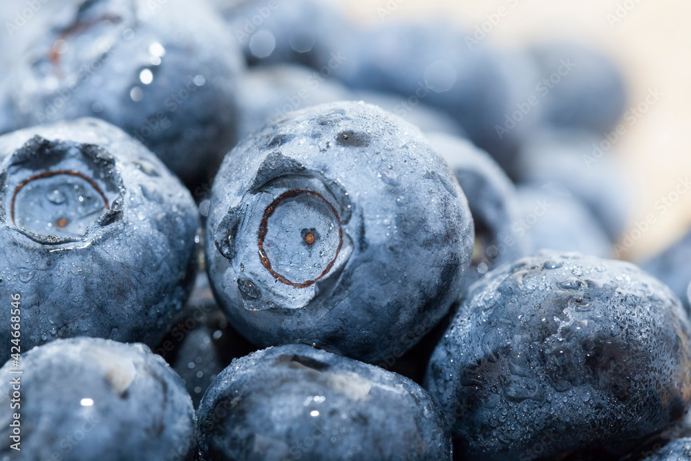 blueberries are harvested in season, berries can be used for eating raw blueberries are harvested in season, berries can be used for eating raw