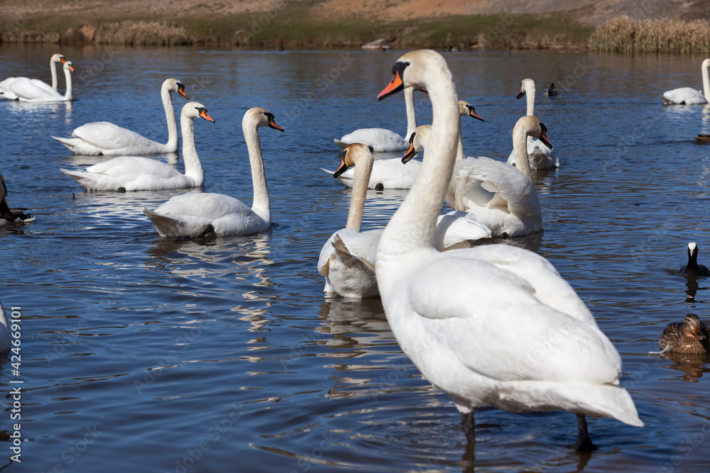 floating on the water a group of white Swan floating on the water a group of white Swan