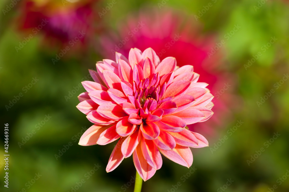 Fototapeta premium beautiful red and pink flowers