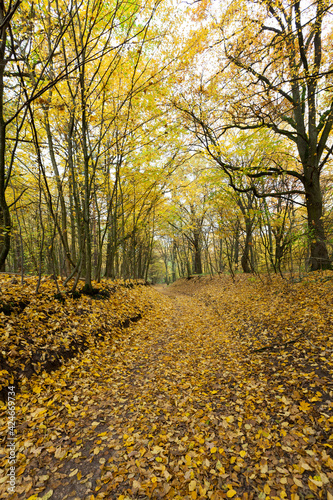 landscape of deciduous trees in the autumn season