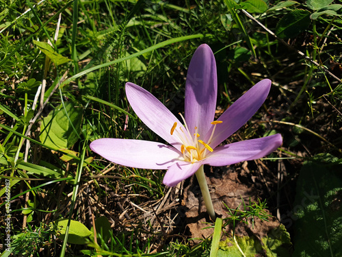 A single pink colchicum flower blooms in a clearing in the mountains. photo