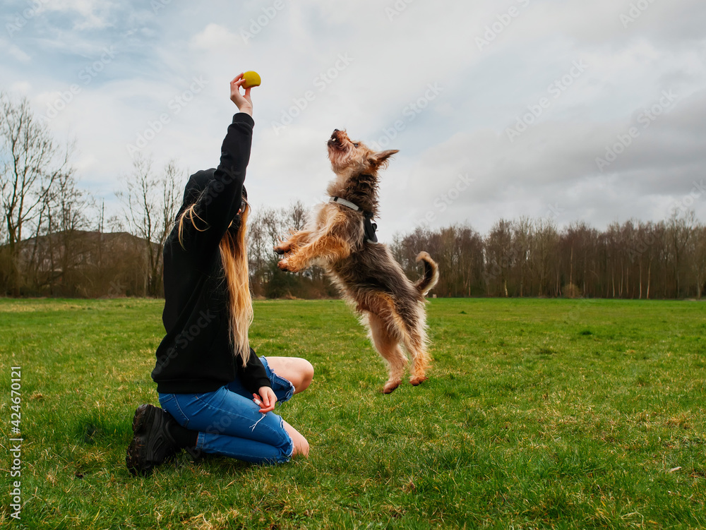 Teenager girl playing with cute Yorkshire terrier in a park on a green ...