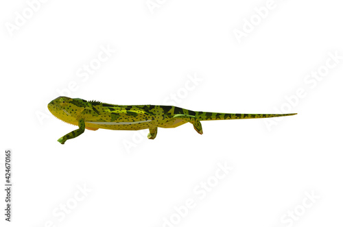 Geometrical, low poly, illustration of an African Chameleon in the desert, on the ground.