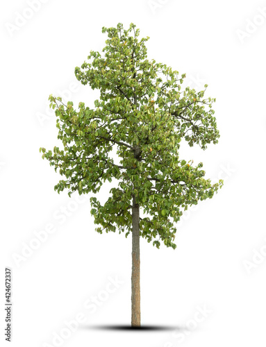 tree isolated on white background