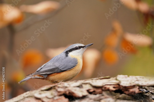Photos Eurasian nuthatch (Sitta europaea) sits on the ground