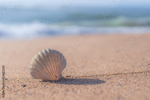 Seashell on the beach. Seascape background of empty sand beach, seashell, and blue ocean waves. Summer, vacation concept, copy space for text