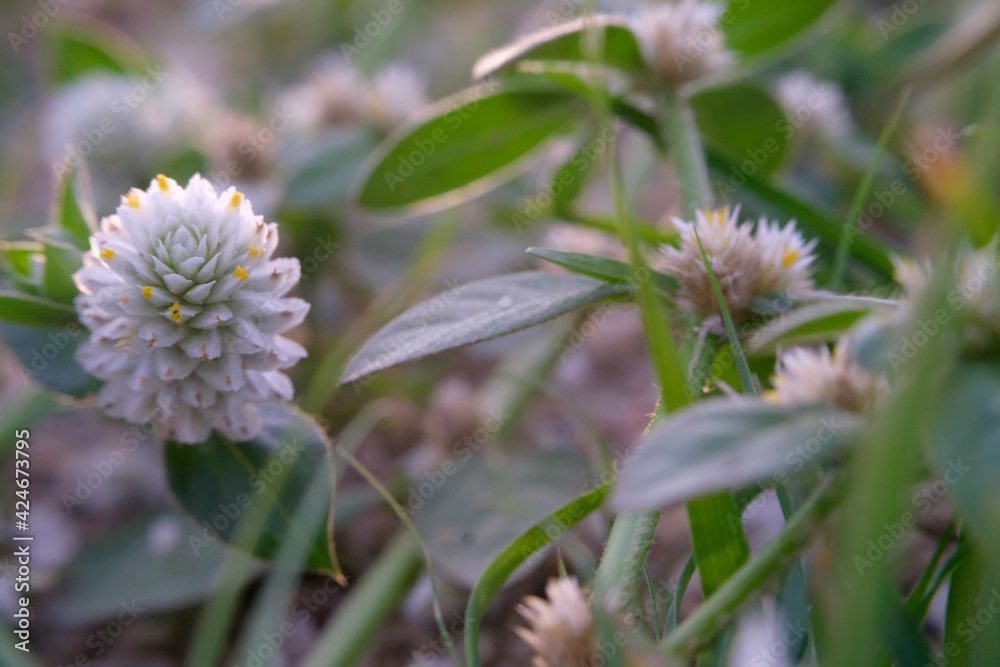 Gomphrena weed flower or Wild globe everlasting field, Gomphrena celosioides Mart selective focus. Gomphrena weed flower or Wild globe everlasting field, Gomphrena celosioides Mart selective focus.