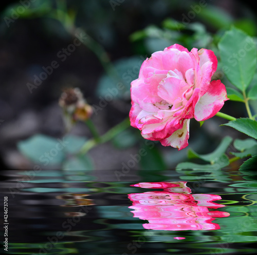 Beautiful muti colour rose photo