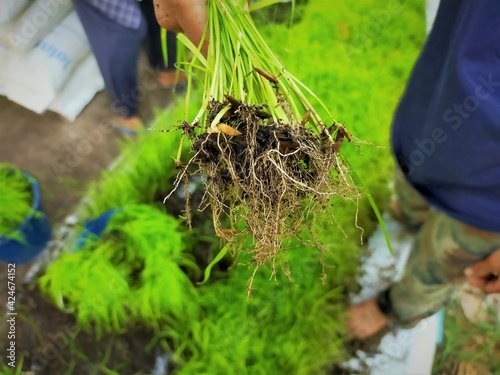 Thailand rice roots, seed, and root