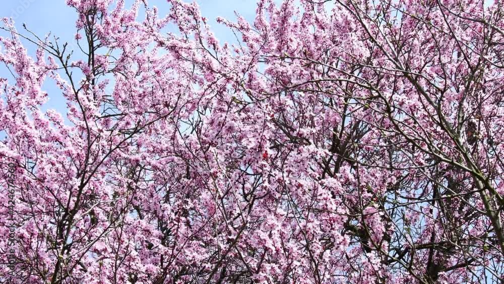 Japanese Cherry blossom in spring in Germany with camera drive Japanese Cherry blossom in spring in Germany with camera drive