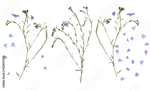 Pressed and dried meadow flowers. Scanned image. Vintage herbarium. Composition of the grass and blue flowers on a white background.