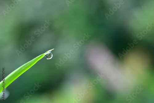 A large, beautiful drop of clear water on a green macro sheet. Dew drops in the morning glow in the sun. Beautiful texture of the leaves in nature. bokeh background