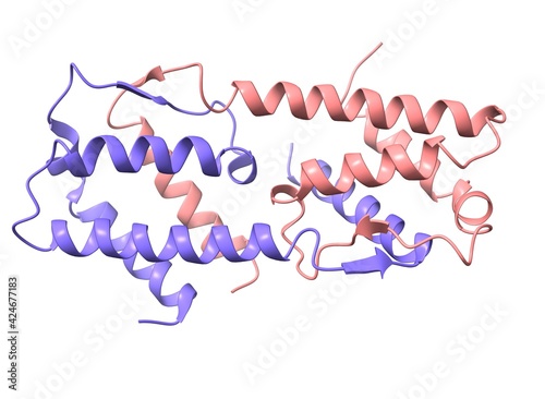 Structure of the human interleukin-5 homodimer, 3D cartoon model. white background photo
