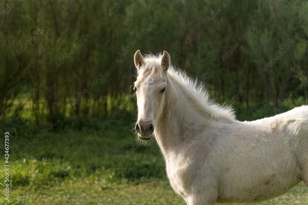 Caballo joven pony blanco comiendo en las inmediaciones de un río Caballo joven pony blanco comiendo en las inmediaciones de un río