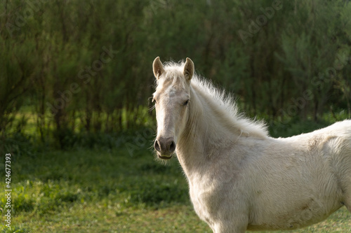 Caballo joven pony blanco comiendo en las inmediaciones de un río