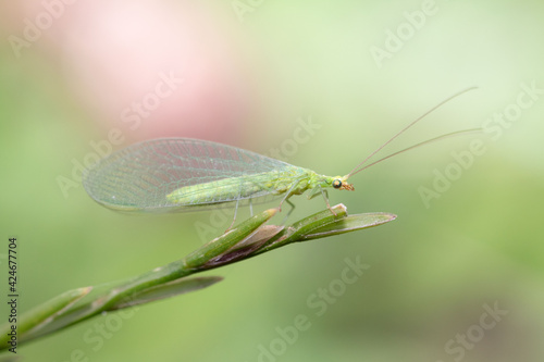 Green lacewings are insects in the large family Chrysopidae 