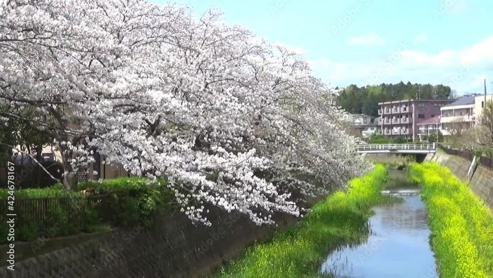 川沿いに咲く満開の桜並木と河川敷に咲く黄色い菜の花。 川沿いに咲く満開の桜並木と河川敷に咲く黄色い菜の花。