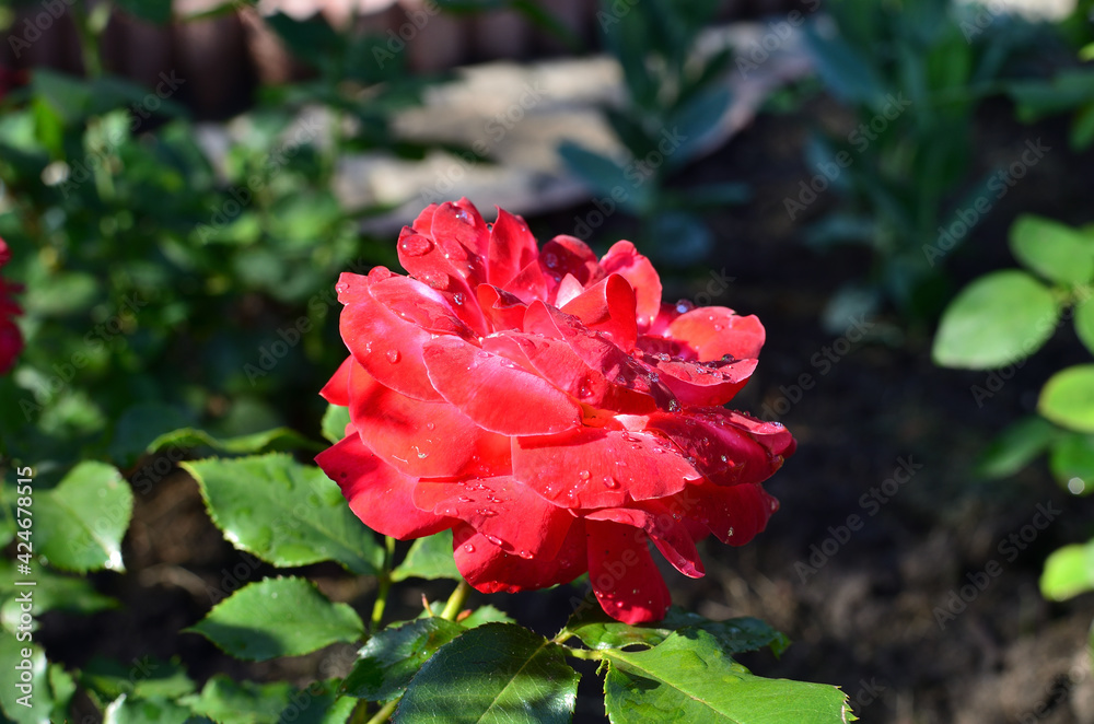 Moning rose Moning rose