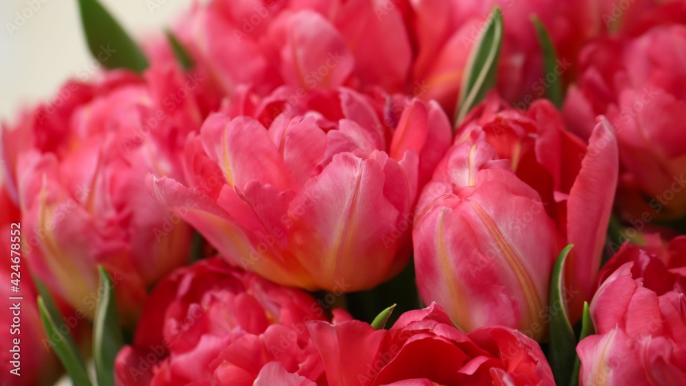 Abstract red-pink background. Intentionally defocused the main subject for artistic purposes, large format Abstract red-pink background. Intentionally defocused the main subject for artistic purposes, large format