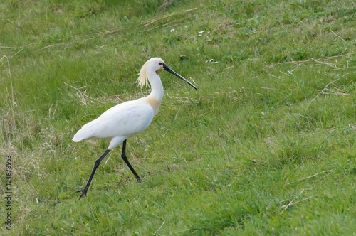 spoonbill - lepelaar, photo