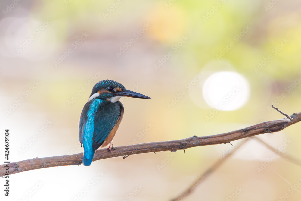 common kingfisher on a branch