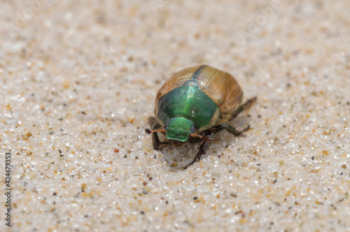 beetle on the sand Anomala dubia 