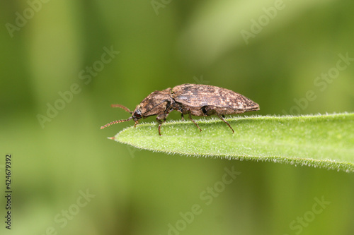 Click beetle at the end of a leaf