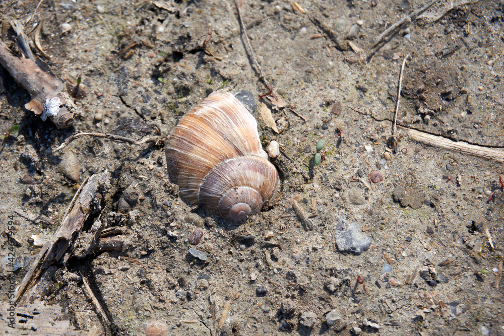 buried snail shell of a vine snail buried snail shell of a vine snail