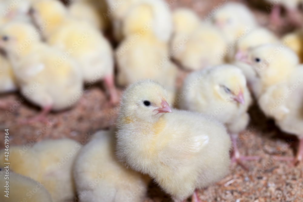 genetically enhanced white chicken chicks at a poultry farm