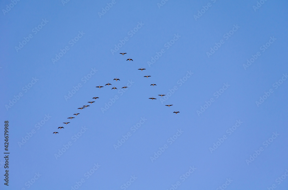 Autumn migration of birds to warm countries in the Siberian sky Autumn migration of birds to warm countries in the Siberian sky
