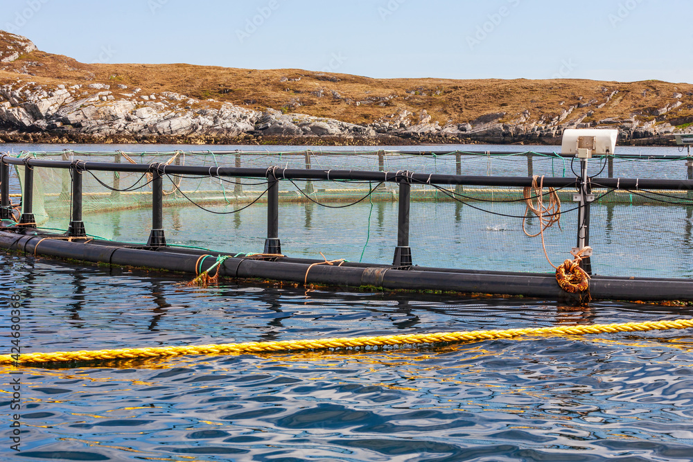 Fototapeta premium Fish cage with salmon fishes in the sea
