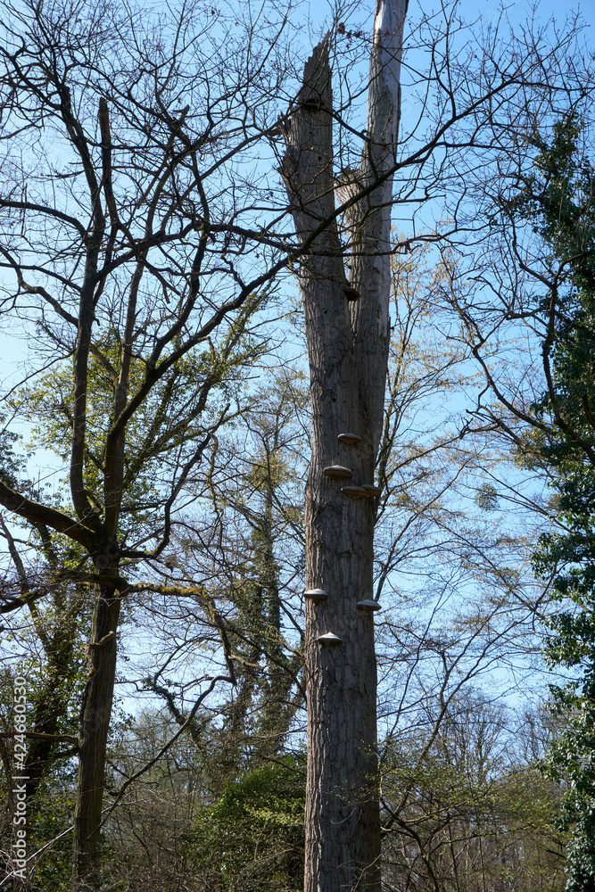 Fototapeta premium multiple white and grey mushrooms on a tree
